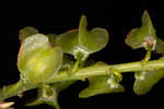 Buckwheat tree <BR>Black titi